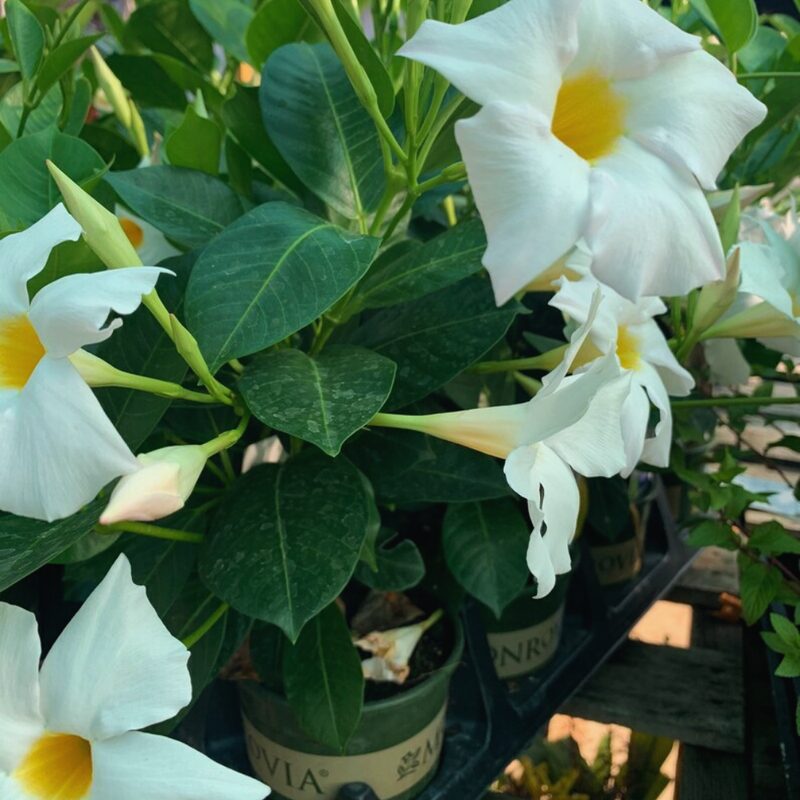 Mandevilla Dipladenia Plant, White Mandevilla Plant - Image 3