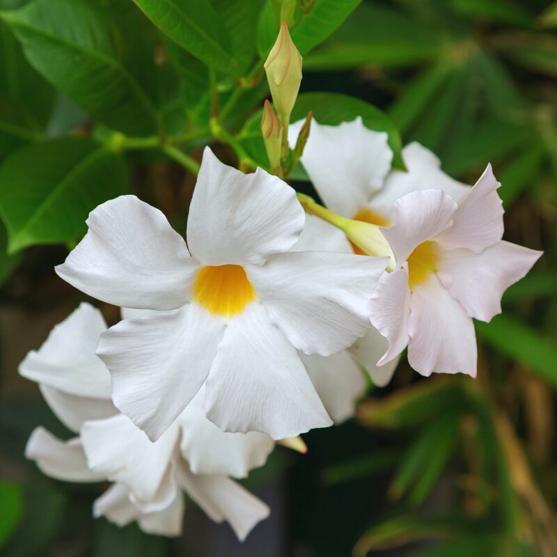 Mandevilla Dipladenia Plant, White Mandevilla Plant
