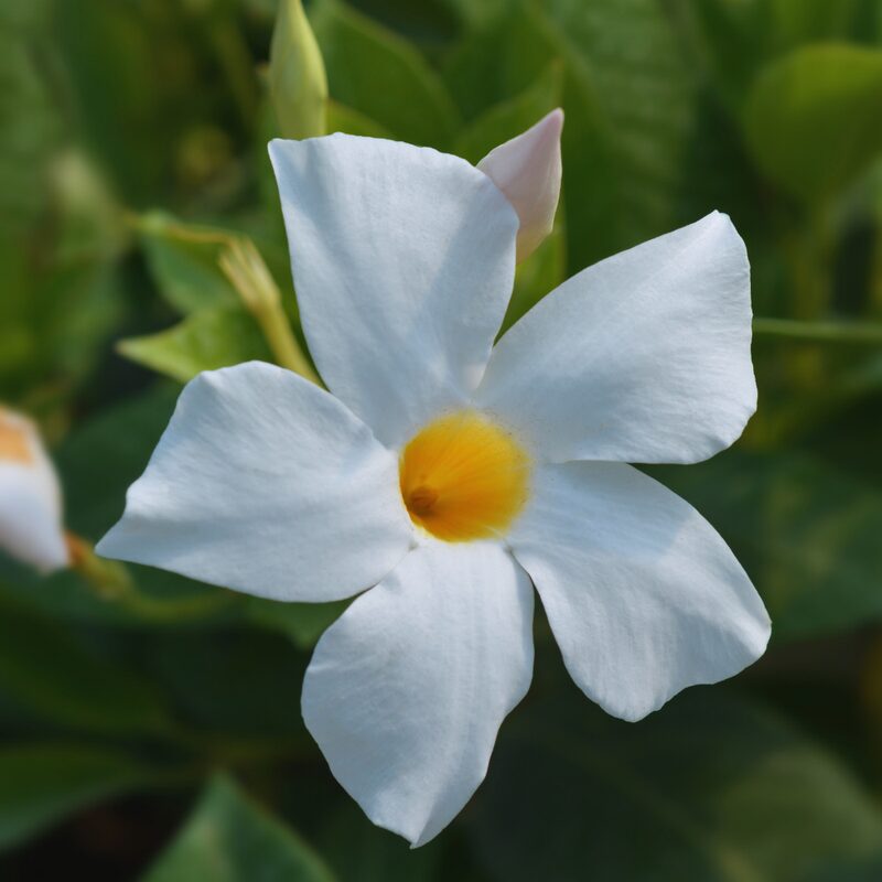 White Mandevilla Plant Live - Image 4
