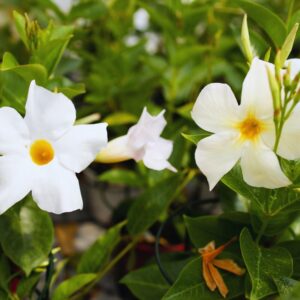 White Mandevilla Plant Live
