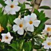 White Mandevilla Plant