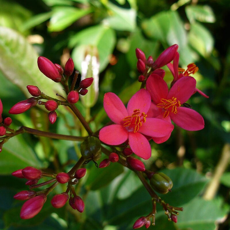 2 Red Jasmine Jasminum Beesianum Plants - Image 4