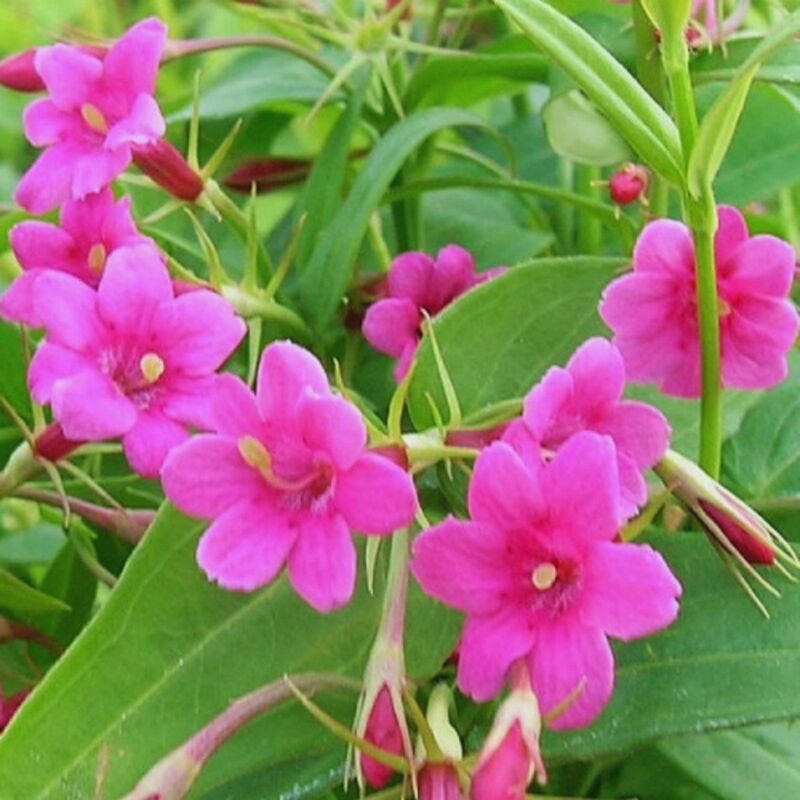 Red Jasmine Jasminum Beesianum Plant - Image 3