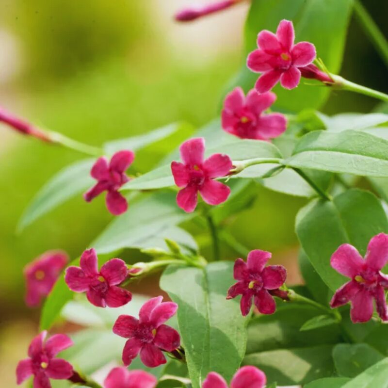 Red Jasmine Jasminum Beesianum Plant