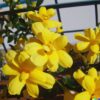 2 Yellow Jasmine Plants