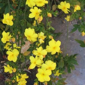Alternative view of 2 Yellow Jasmine Plants Live