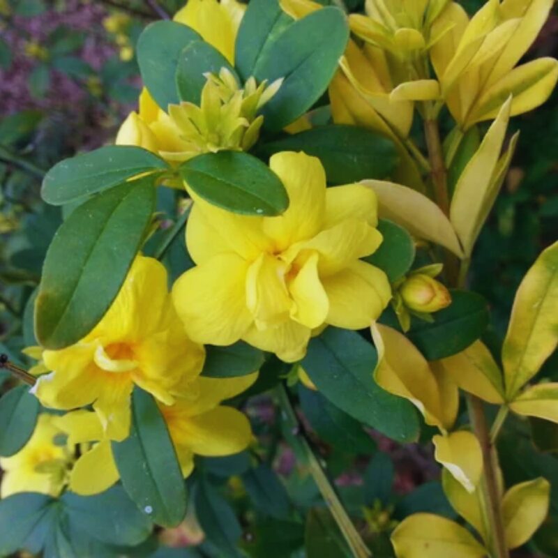 Yellow Jasmine Plants - Image 5