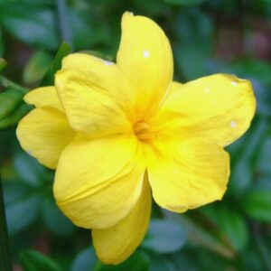 Alternative view of Yellow Jasmine Plants