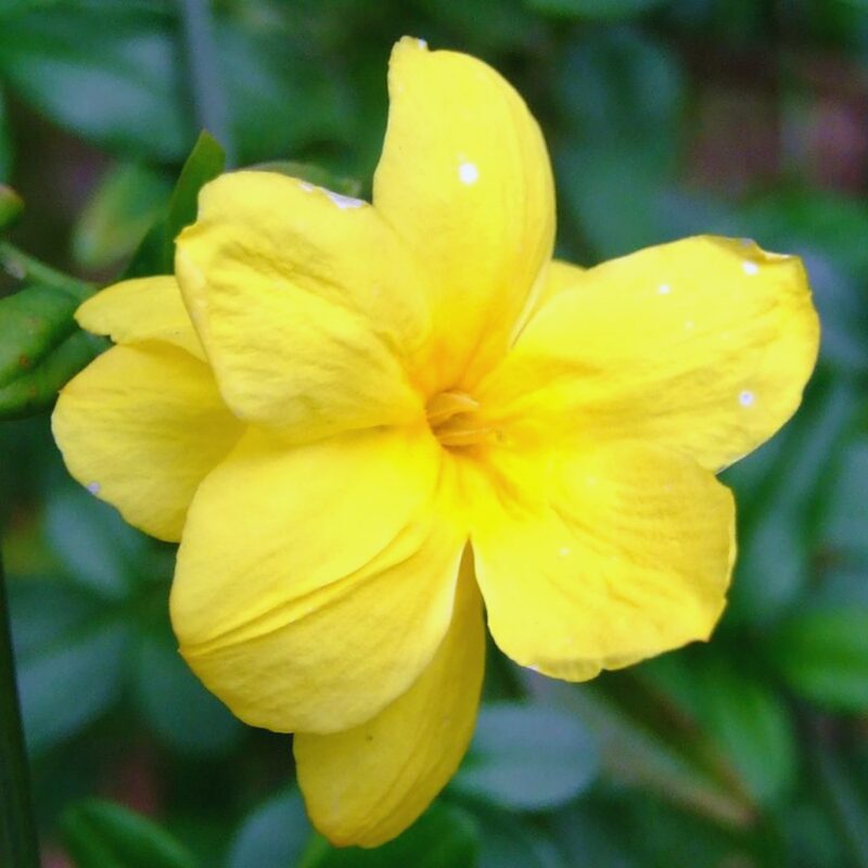 Yellow Jasmine Plants - Image 2