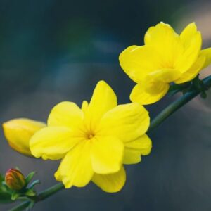 Alternative view of Yellow Jasmine Plant Live