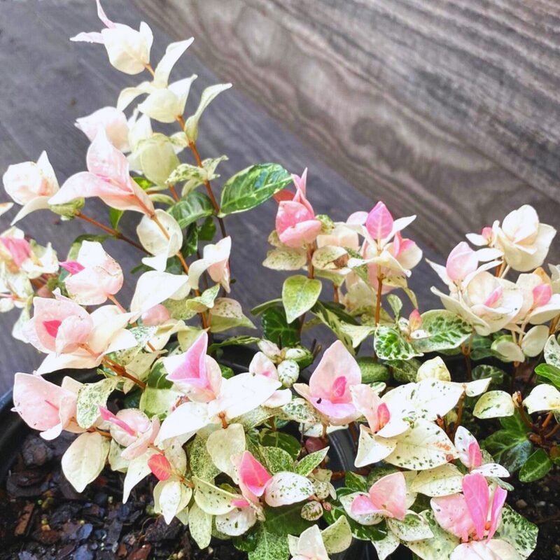 3 Plants of Variegated Asiatica Snow in Summer Jasmine Plants - 4 to 6 Inc Tall