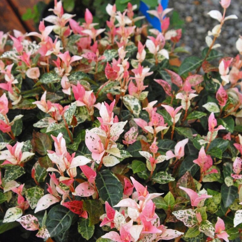 Asiatica Snow in Summer Variegated Jasmine Plants - 2 Plants - Jasmine Vine Live Plants - Image 6