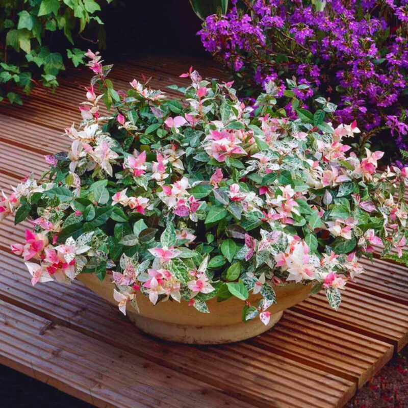 Asiatica Snow in Summer Variegated Jasmine Plants - 2 Plants - Jasmine Vine Live Plants - Image 4