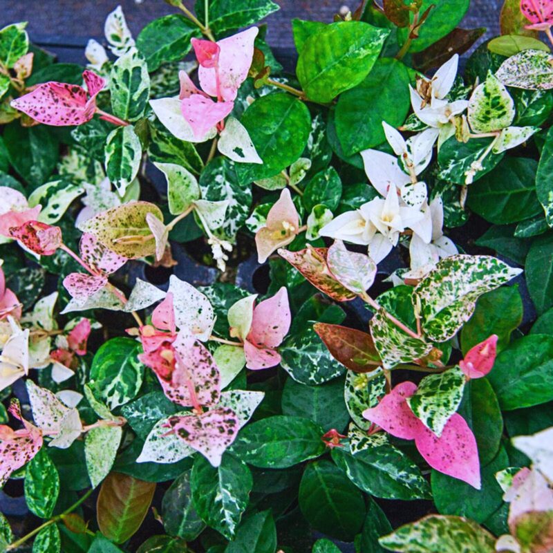 Asiatica Snow in Summer Variegated Jasmine Plants - 2 Plants - Jasmine Vine Live Plants