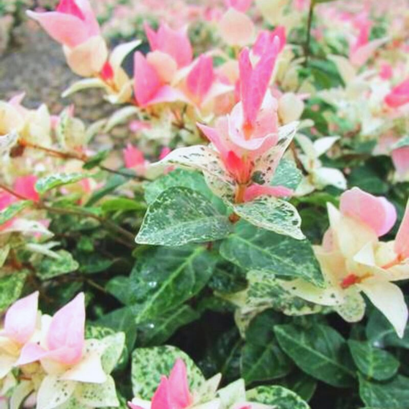 2 Asiatica Snow in Summer Variegated Jasmine Plants Live