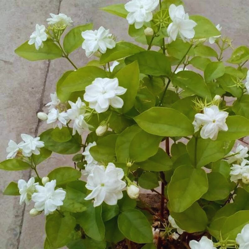 Jasmine Maid of Orleans Plants Live - Image 4
