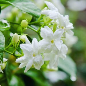 Jasmine Maid of Orleans Plants Live