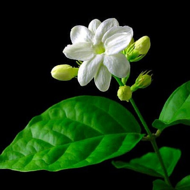 Jasmine Maid of Orleans Plants - Image 4