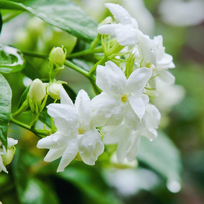 Jasmine Maid of Orleans Plants - Image 3