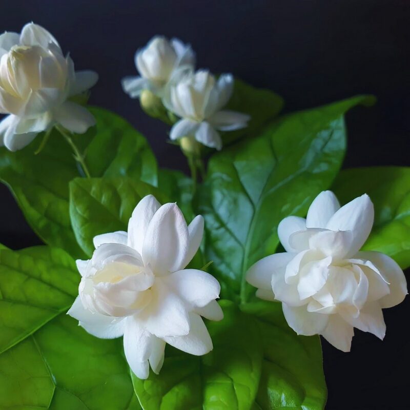 Jasmine Maid of Orleans Plant - Image 5