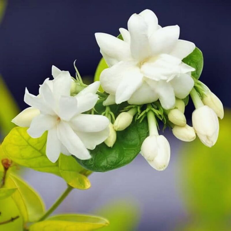 Jasmine Maid of Orleans Plant - Image 4