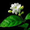 Jasmine Maid of Orleans Plant