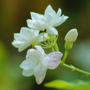 Alternative view of Jasmine Maid of Orleans Plant