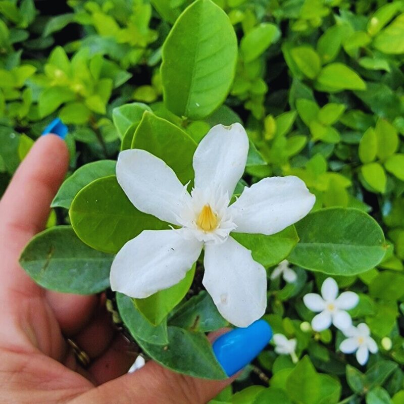 Asian Snow Jasmine Plants Live - 2 Plants - 3 to 6 Inc Tall - Image 5