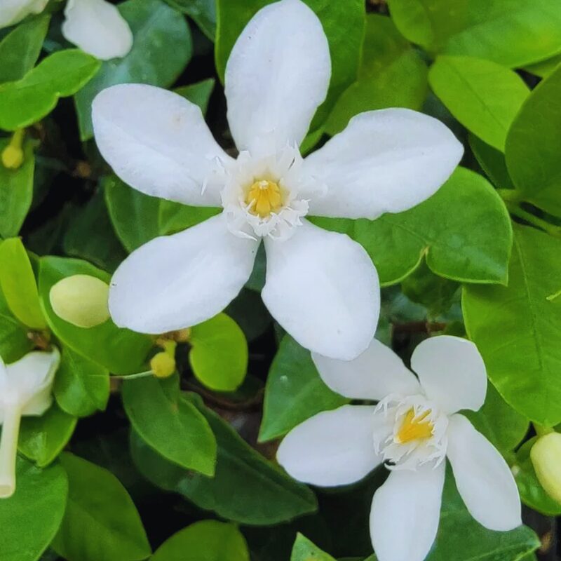 Asian Snow Jasmine Plants Live - 2 Plants - 3 to 6 Inc Tall - Image 3