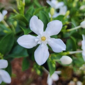 Alternative view of Asian Snow Jasmine Plants