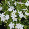Asian Snow Jasmine Plants
