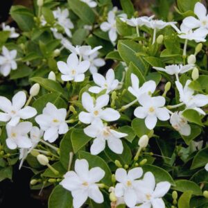 Alternative view of Asian Snow Jasmine Plant Live - 3 to 6 Inc Tall