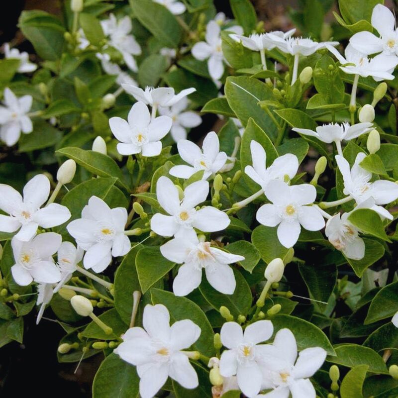 Asian Snow Jasmine Plant Live - 3 to 6 Inc Tall - Image 2