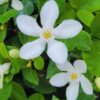 Asian Snow Jasmine Plant Live - 3 to 6 Inc Tall