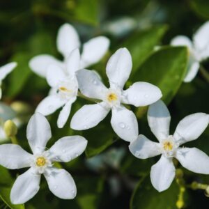 Asian Snow Jasmine Plant