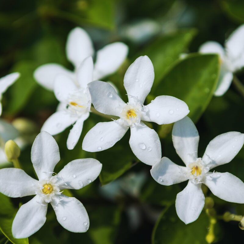 Asian Snow Jasmine Plant