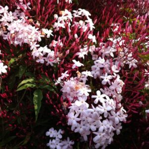 Alternative view of Jasminum Polyanthum Pink Jasmine Plant Live, 4 Inc Potted