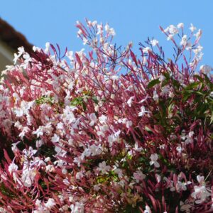 Alternative view of Jasminum Polyanthum Pink Jasmine Plant in 4 Inches Pot, Jasmine Flower Plant Live
