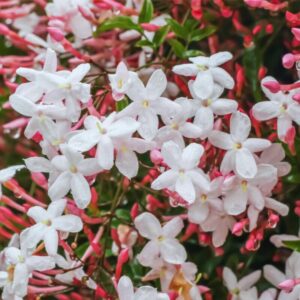 Alternative view of Jasminum Polyanthum Pink Jasmine Plant Live, 4 Inches Pot, Pink Jasmine Flower Live Plant