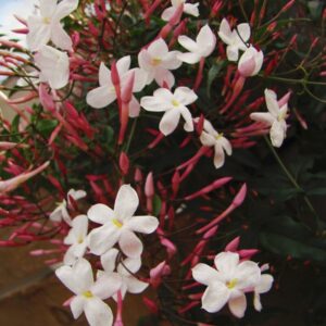 Jasminum Polyanthum Pink Jasmine Plant in 4 Inches Potted, 4 to 6 Inc Tall Seedling