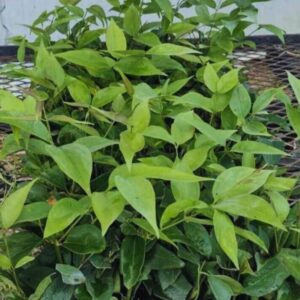 Alternative view of 02 Angel Wing Jasmine Plants