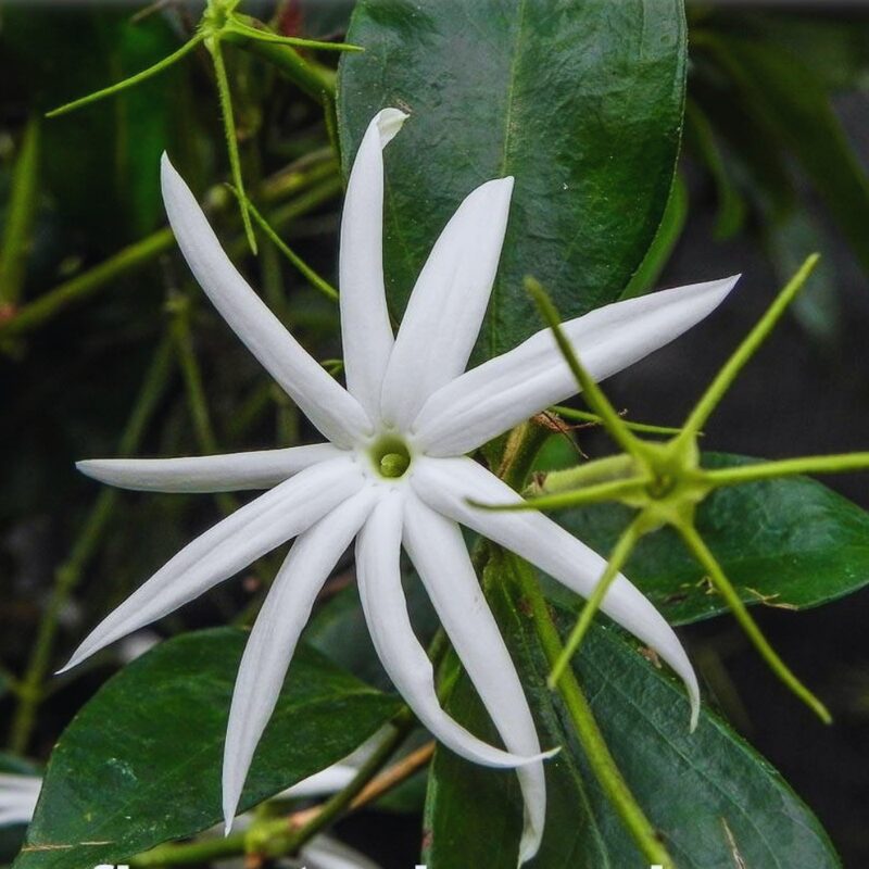 Angel Wing Jasmine Plant Live - 5 to 7 Inc Tall - Image 4