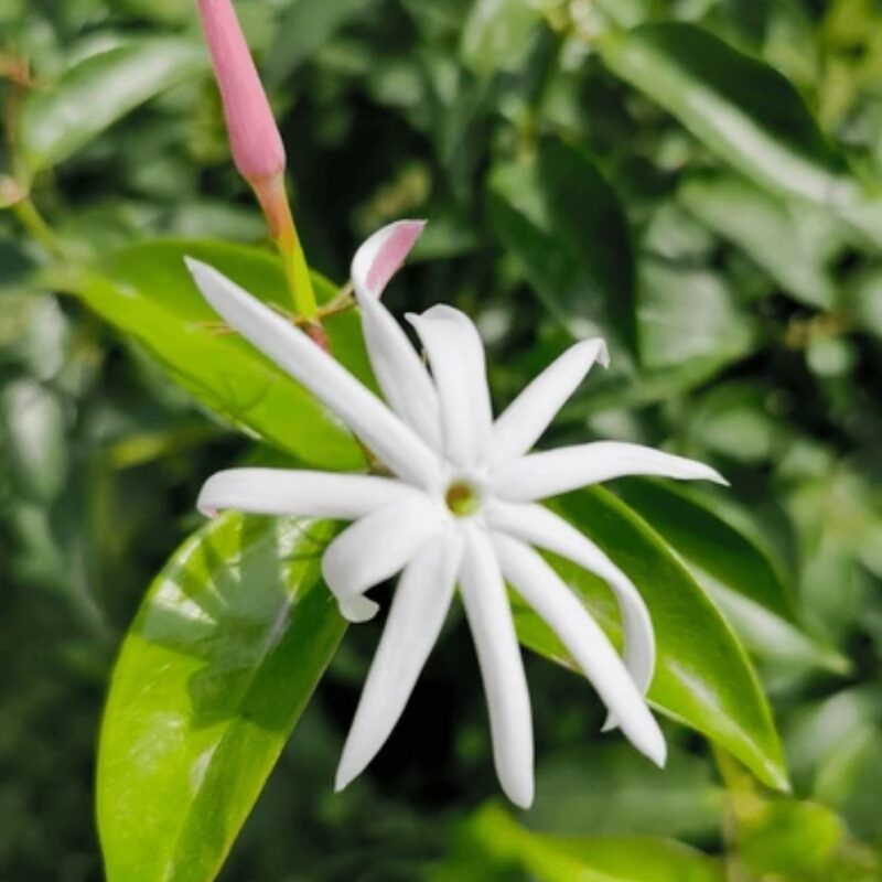 Angel Wing Jasmine Plant Live - 5 to 7 Inc Tall