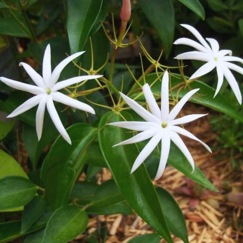 Angel Wing Jasmine Plant Live - 5 to 7 Inches Tall - Image 3