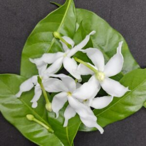 pinwheel jasmine tree, fragrant flowers