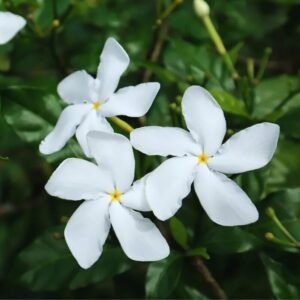 Alternative view of 02 Pinwheel Jasmine Plants Live - 3 to 5 Inc Tall