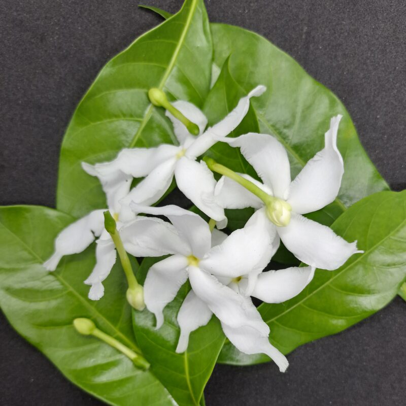 01 Pinwheel Jasmine Plant Live - 3 to 5 Inc Tall - Image 5