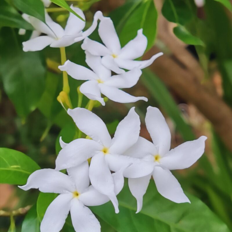 01 Pinwheel Jasmine Plant Live - 3 to 5 Inc Tall - Image 4