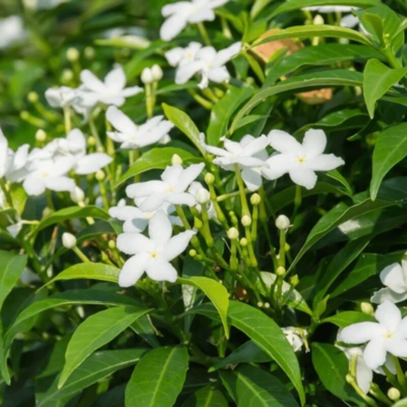 01 Pinwheel Jasmine Plant Live - 3 to 5 Inc Tall - Image 3