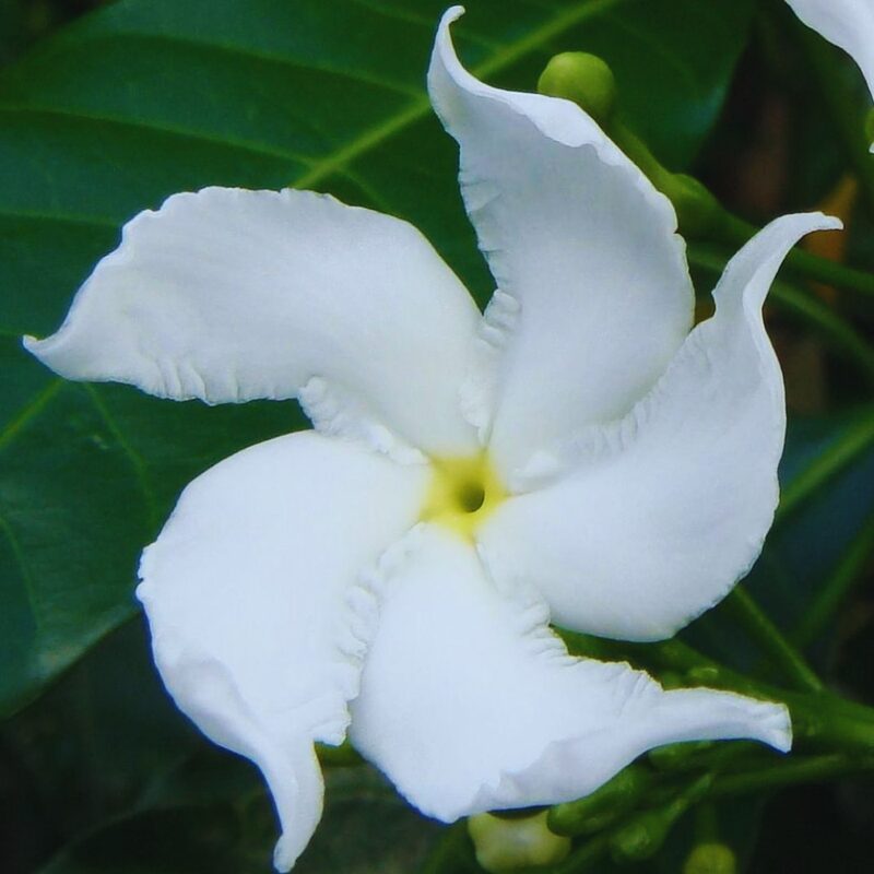 01 Pinwheel Jasmine Plant - Image 3